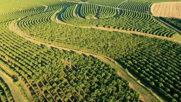 ブラジルの緑のコーヒー畑の空中ビュー — ストック動画