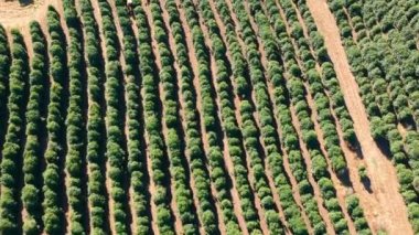 Brezilya 'daki yeşil kahve tarlasının havadan görünüşü