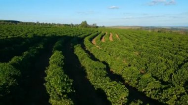 Brezilya 'daki yeşil kahve tarlasının havadan görünüşü