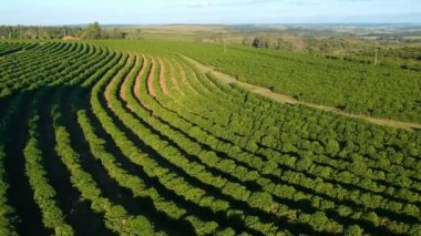 Brezilya 'daki yeşil kahve tarlasının havadan görünüşü