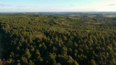 Brezilya 'daki bir okaliptüs ormanının insansız hava aracı görüntüsü