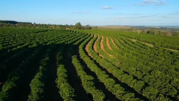 Vue Aérienne Champ Café Vert Brésil — Video