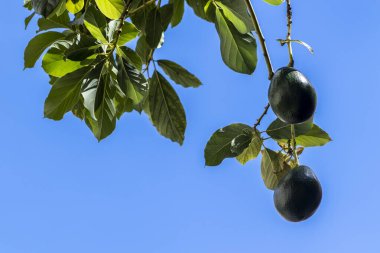 Bahçedeki bir avokado dalında olgunlaşan taze avokado mavi gökyüzü arkaplanı ve Brezilya 'da yazmak için kopyalama alanı.