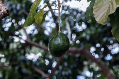 Bir avuç taze avokado Brezilya 'daki bir avokado ağacının dalında olgunlaşıyor.