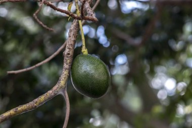 Bir avuç taze avokado Brezilya 'daki bir avokado ağacının dalında olgunlaşıyor.