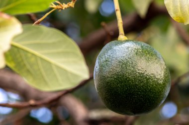 Bir avuç taze avokado Brezilya 'daki bir avokado ağacının dalında olgunlaşıyor.