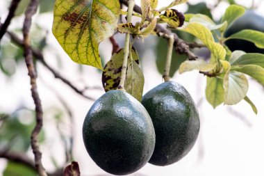 Bir avuç taze avokado Brezilya 'daki bir avokado ağacının dalında olgunlaşıyor.