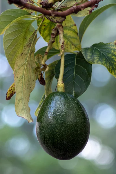 Bunch Van Verse Avocado Rijping Een Avocado Boom Tak Tuin — Stockfoto