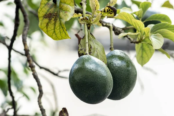 Ett Gäng Färska Avokado Mognad Avokado Trädgren Trädgården Brazi — Stockfoto