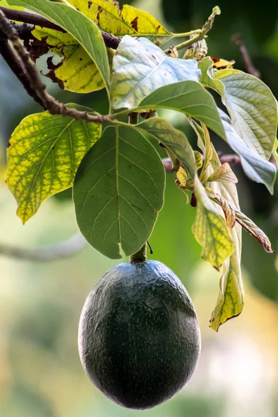 Bunch of fresh avocado ripening on an avocado tree branch in garden in Brazi
