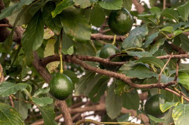 Bir avuç taze avokado Brezilya 'daki bir avokado ağacının dalında olgunlaşıyor.