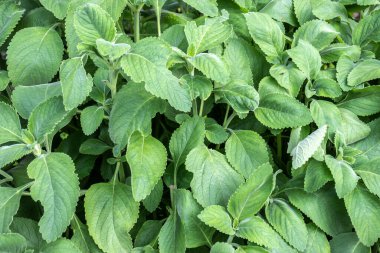 Boldo 'nun seçici odak noktası: Brezilya' da Boldo da Terra adlı yeşil bitki. Bitki çay ve ilaç yapımında kullanılır.