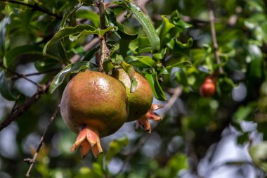 Ağaç dalında olgun yeşil nar meyvesi. Arka plandaki Yapraklar