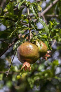 Ağaç dalında olgun yeşil nar meyvesi. Arka plandaki Yapraklar