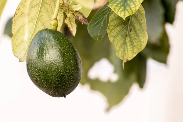 Ripe green Pomegranate Fruit on Tree Branch. The Foliage on the Background Bunch of fresh avocado ripening on an avocado tree branch in garden in Brazil, isolated in white background