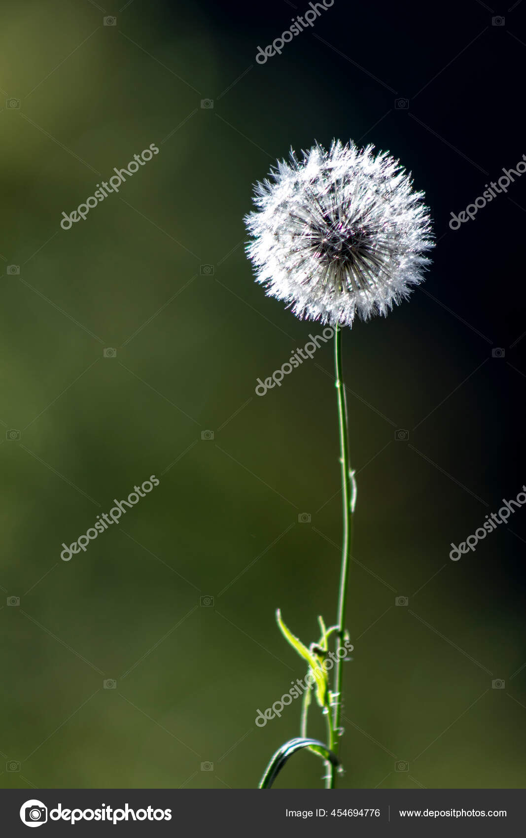 Detail Fleur Pissenlit Blanc Taraxacum Officinale Bresil Image Libre De Droit Par Alfribeiro C Detail Fleur Pissenlit Blanc Taraxacum Officinale Bresil Image Libre De Droit Par Alfribeiro C