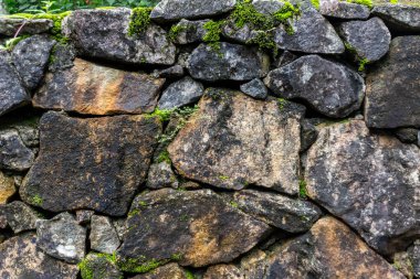 Brezilya 'daki eski taş duvarda bulunan genel bitki örtüsü
