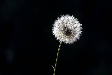 Brezilya 'da beyaz karahindiba çiçeğinin (Taraxacum officinale) ayrıntıları