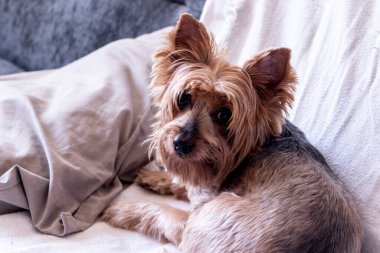 Yorkshire köpeği Sao Paulo 'da bir oturma odasında kanepede yatıyor.
