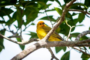 Canary-of-the-real-land (Sicalis flaveola) or the true canary (Sicalis flaveola), perched on the branch of a tree in Brazil