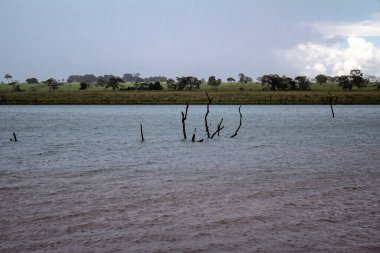 Çıplak dalları olan ölü ağaçlar ve Brezilya 'da mavi gökyüzü ve suyun üzerinde dik duran ağaç kabukları.
