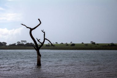 Çıplak dalları olan ölü ağaçlar ve Brezilya 'da mavi gökyüzü ve suyun üzerinde dik duran ağaç kabukları.