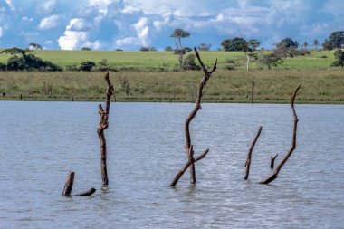 Çıplak dalları olan ölü ağaçlar ve Brezilya 'da mavi gökyüzü ve suyun üzerinde dik duran ağaç kabukları.