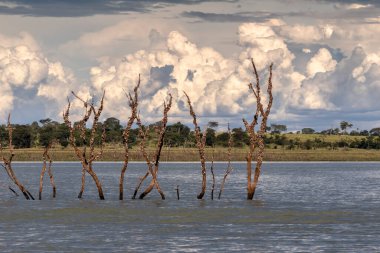 Çıplak dalları olan ölü ağaçlar ve Brezilya 'da mavi gökyüzü ve suyun üzerinde dik duran ağaç kabukları.