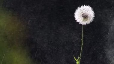 Beyaz karahindiba çiçeği (Taraxacum officinale) seçici odaklı, arka planda ve Brezilya 'da yağmurlu bir günde