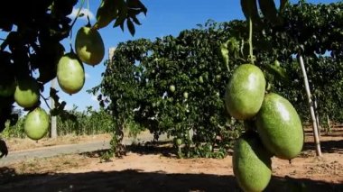 Bir tutku çiftliği Brezilya 'da hasat mevsiminde.