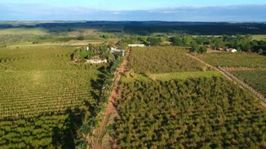 Brezilya 'daki yeşil kahve tarlası ve köy yolunun havadan görünüşü