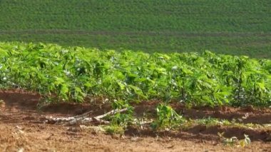 Brezilya 'daki manyok ya da manyok bitkisinin detayları