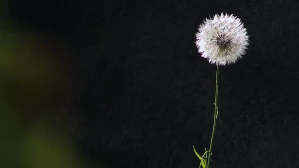 Flor Diente León Blanco Taraxacum Officinale Con Enfoque Selectivo Luz — Vídeos de Stock