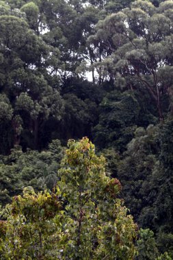 Gerçek papağan (Amazona aestiva) Brezilya 'nın Sao Paulo eyaletindeki Atlantik Ormanı' ndan gelen bir meyve ağacına tünemiştir.