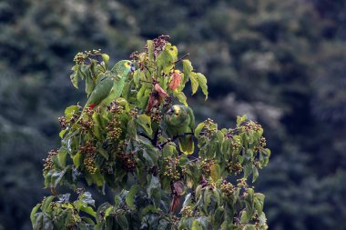 Gerçek papağan (Amazona aestiva) Brezilya 'nın Sao Paulo eyaletindeki Atlantik Ormanı' ndan gelen bir meyve ağacına tünemiştir.
