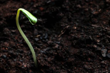 Brezilya 'daki erik bitkisinin tomurcuğunun kısıtlı ve seçici odaklı ayrıntıları