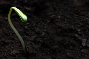 Brezilya 'daki erik bitkisinin tomurcuğunun kısıtlı ve seçici odaklı ayrıntıları
