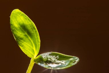 Brezilya 'daki erik bitkisinin tomurcuğunun kısıtlı ve seçici odaklı ayrıntıları