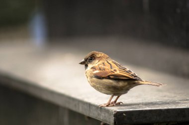Serçe (Passer domesticus) Sao Paulo şehir merkezinde bir duvara tünedi..