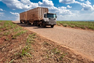 Piracicaba, Sao Paulo, Brezilya, 10 Ekim 2008. Kamyon Piracicaba belediyesindeki şeker kamışı çiftliğinde toprak bir yolda ilerliyor..