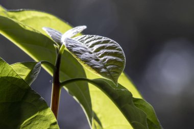 Brezilya 'da arka planda çekilen Avokado yaprağı bitkisi