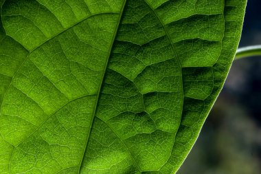 Brezilya 'da çekilmiş genç bir bitkide bulunan avokado yaprağının dokusu ve deseni.