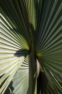 Licuala grandis ya da Ruffled Fan Palm yaprağının seçici odak noktası, Brezilya 'da bir bahçede büyük tropikal yapraklar