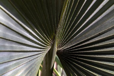 Licuala grandis ya da Ruffled Fan Palm yaprağının seçici odak noktası, Brezilya 'da bir bahçede büyük tropikal yapraklar
