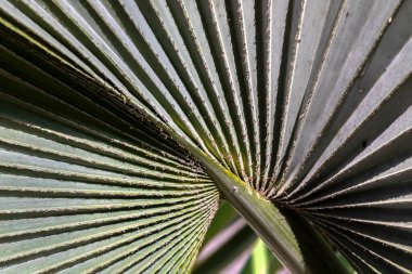 Licuala grandis ya da Ruffled Fan Palm yaprağının seçici odak noktası, Brezilya 'da bir bahçede büyük tropikal yapraklar