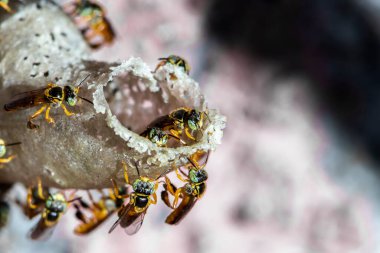 Brezilya 'daki kovanlarının balmumu girişinde Jatai iğnesiz arı veya melek arı (Tetragonisca angustula) bulunur.