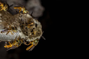 Brezilya 'daki kovanlarının balmumu girişinde Jatai iğnesiz arı veya melek arı (Tetragonisca angustula) bulunur.