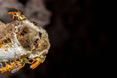 Brezilya 'daki kovanlarının balmumu girişinde Jatai iğnesiz arı veya melek arı (Tetragonisca angustula) bulunur.