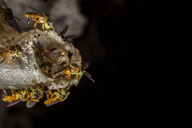 Brezilya 'daki kovanlarının balmumu girişinde Jatai iğnesiz arı veya melek arı (Tetragonisca angustula) bulunur.