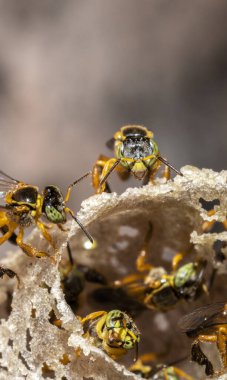Brezilya 'daki kovanlarının balmumu girişinde Jatai iğnesiz arı veya melek arı (Tetragonisca angustula) bulunur.
